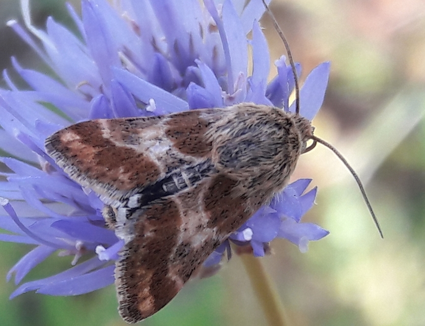 Schinia cognata - nyúlparéj-nappalibagoly