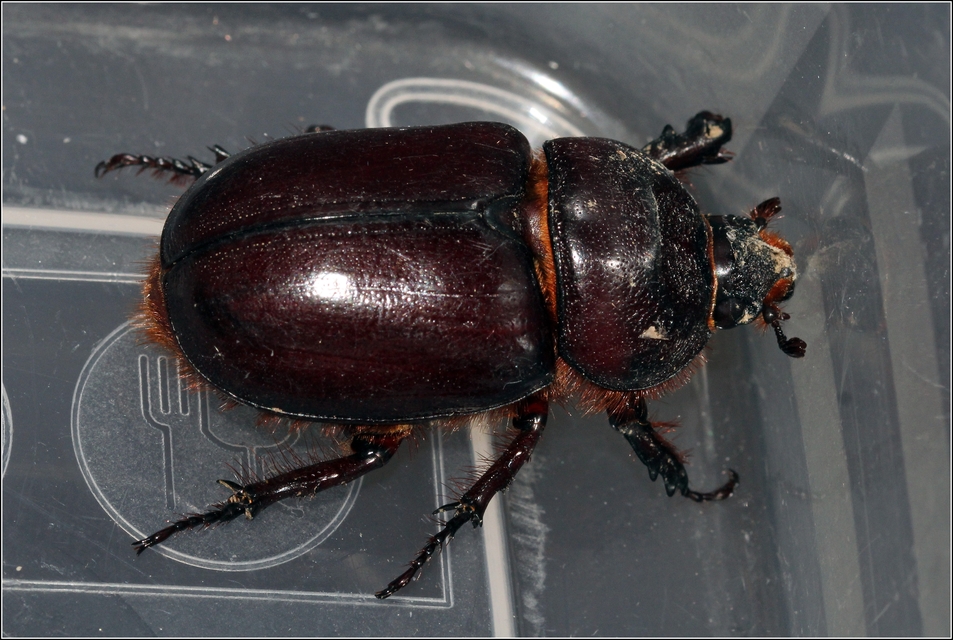 Oryctes nasicornis - orrszarvú bogár