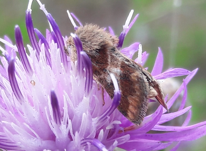 Schinia cognata - nyúlparéj-nappalibagoly