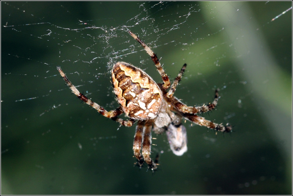 Araneus diadematus - koronás keresztespók
