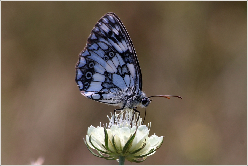 Melanargia galathea - sakktáblalepke