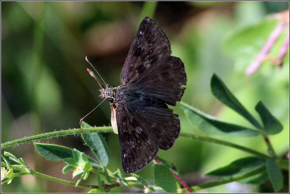 Erynnis tages - cigánylepke