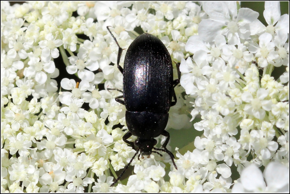 Podonta nigrita - szerecsenbogár