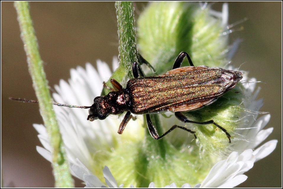 Oedemera flavipes - sárgalábú álcincér Oedemera flavipes - sárgalábú álcincér