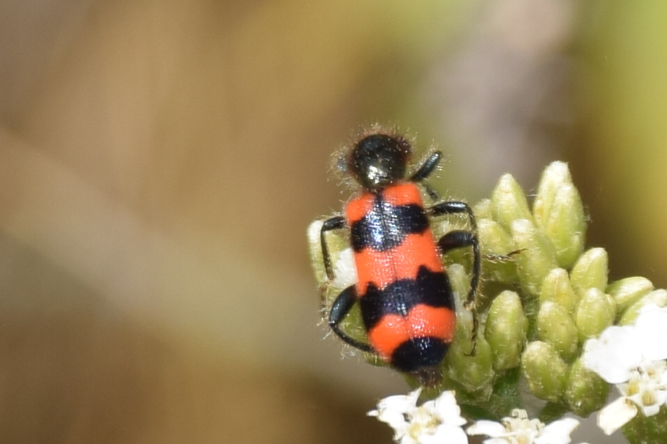 Trichodes apiarius - szalagos méhészbogár