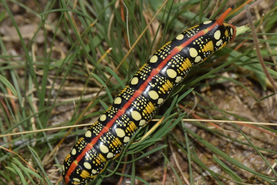 Hyles euphorbiae - kutyatejszender