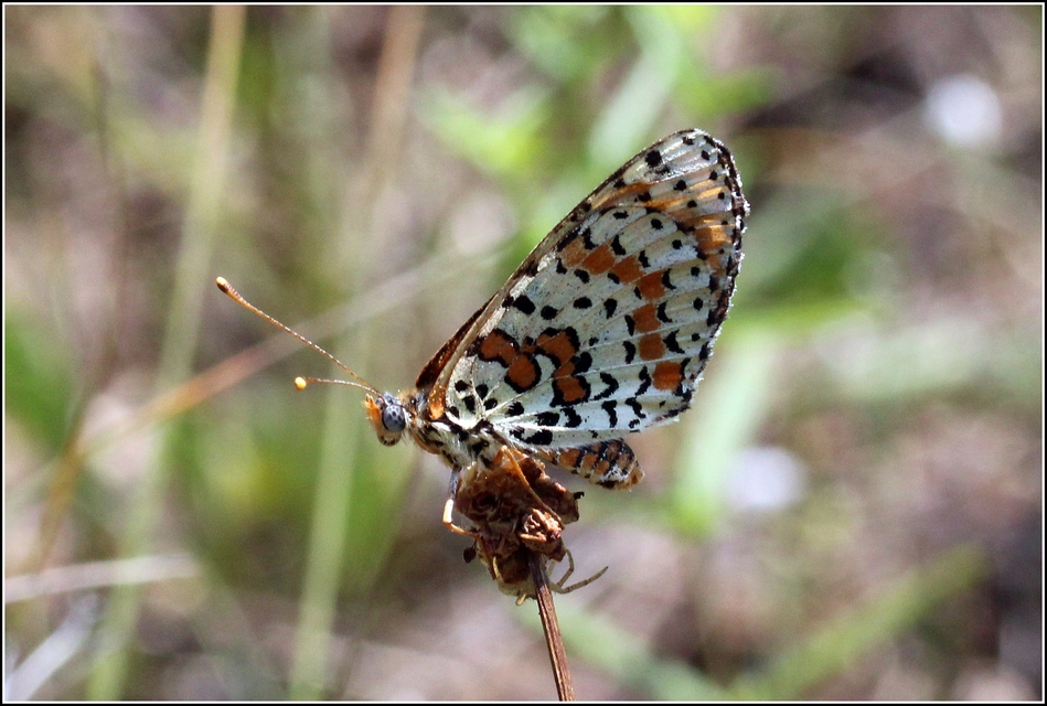 Melitaea didyma - tüzes tarkalepke
