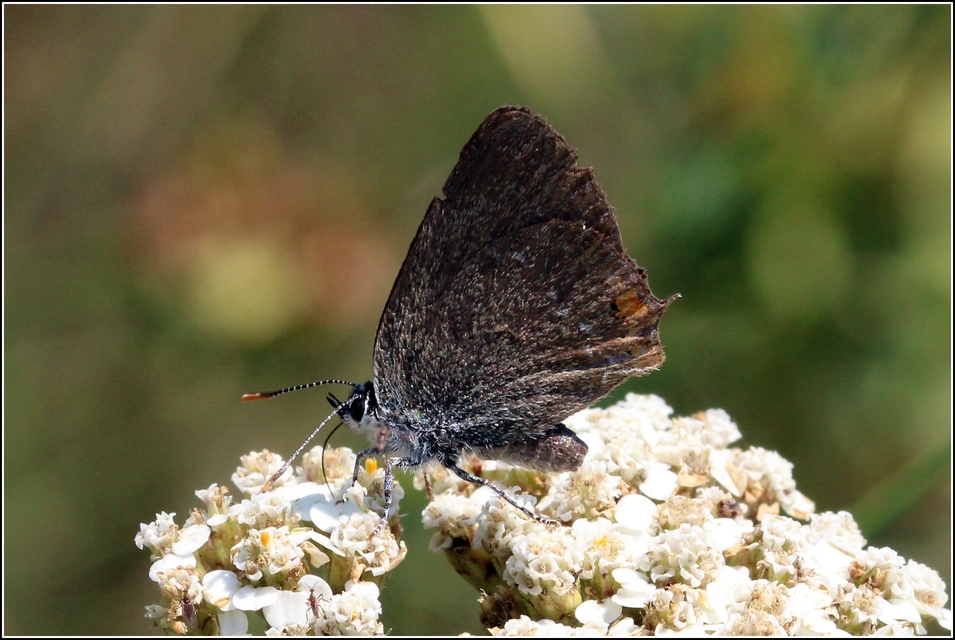 Satyrium acaciae - akác-csücsköslepke