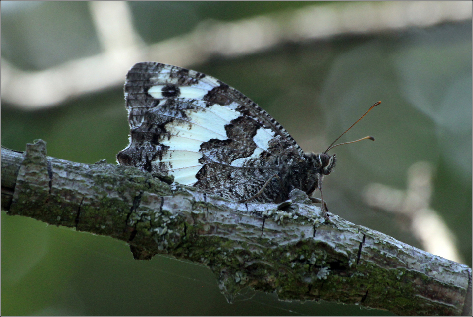 Brintesia circe - fehéröves szemeslepke