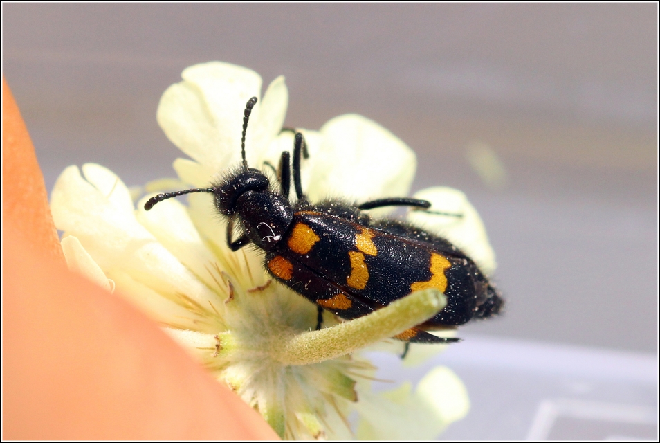 Mylabris variabilis - szalagos hólyaghúzó Mylabris variabilis - szalagos hólyaghúzó
