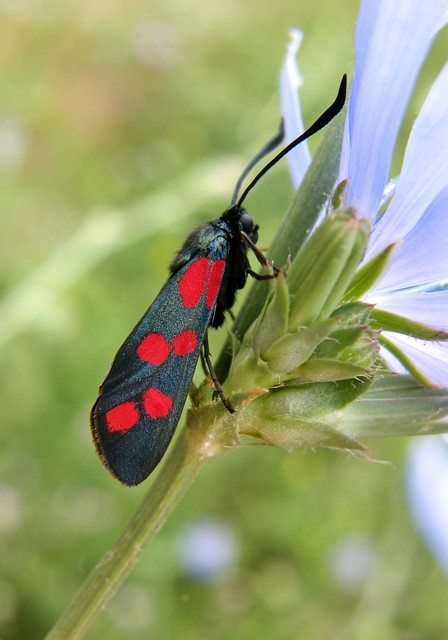 Zygaena filipendulae - acélszínű csüngőlepke