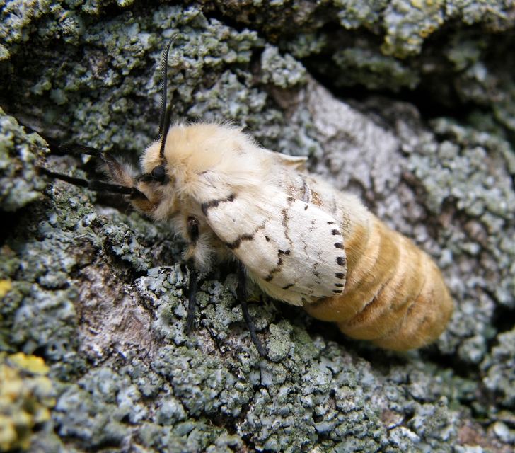 Lymantria dispar - gyapjaslepke