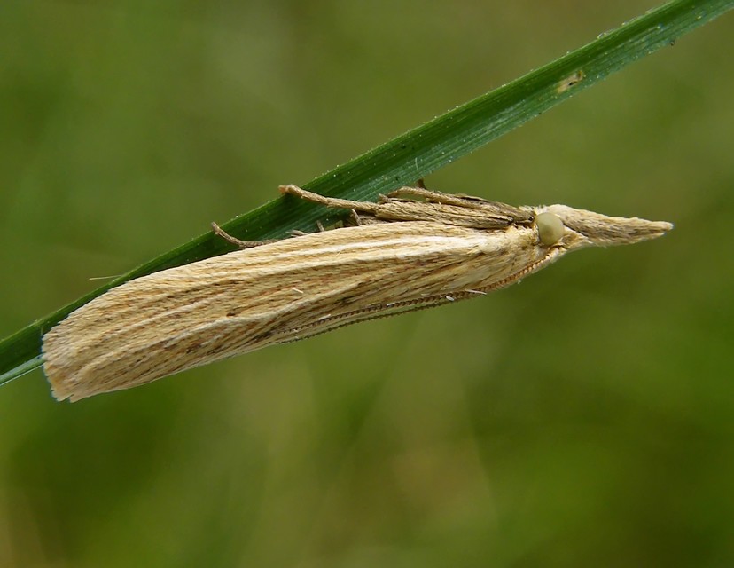 Ematheudes punctella - kúposfejű karcsúmoly