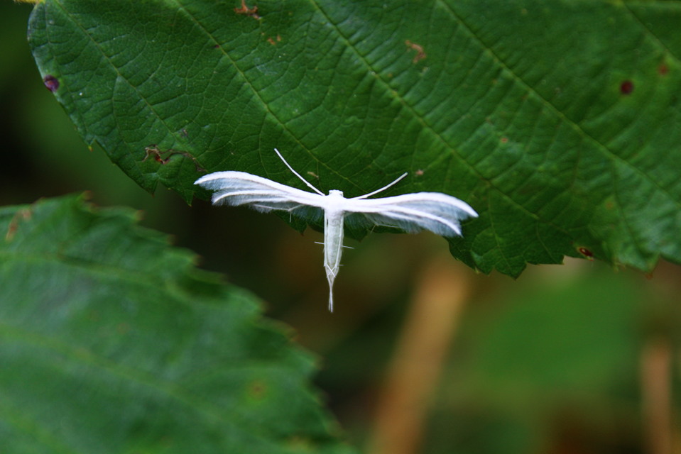 Pterophorus pentadactyla - fehér tollasmoly