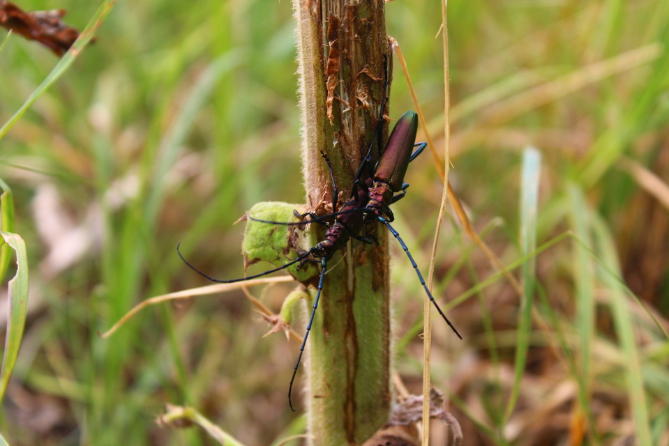 Aromia moschata - pézsmacincér