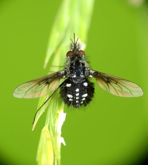Bombylella atra - ezüstpettyes pöszörlégy