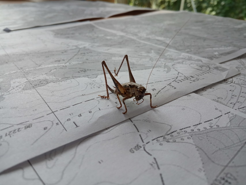 Pholidoptera griseoaptera - szürke avarszöcske