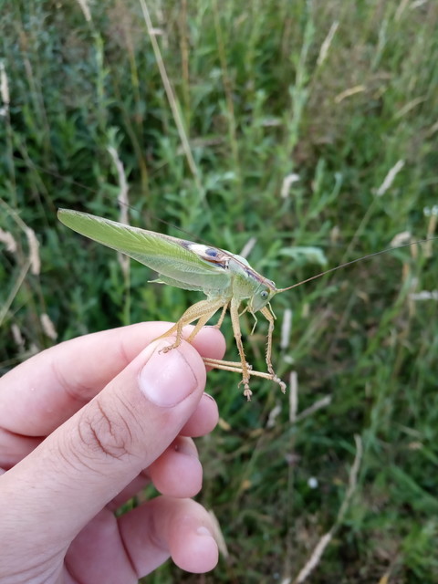 Tettigonia viridissima - zöld lombszöcske