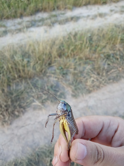 Decticus verrucivorus - szemölcsevő szöcske