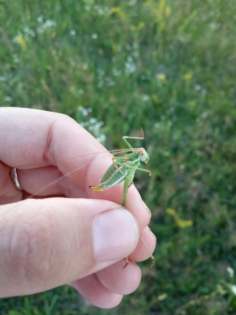Leptophyes albovittata - közönséges virágszöcske