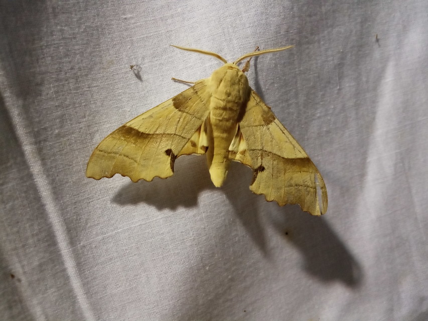 Marumba quercus - tölgyfaszender