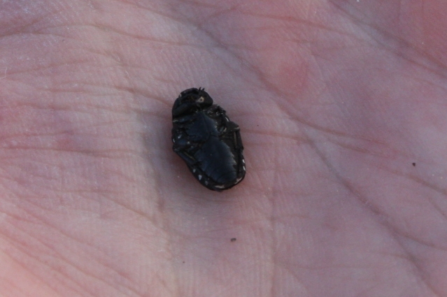 Oxythyrea cinctella