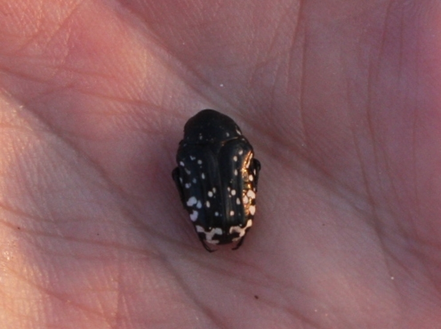 Oxythyrea cinctella