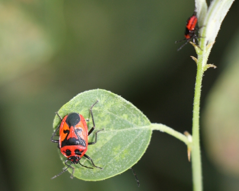 Eurydema Eurydema