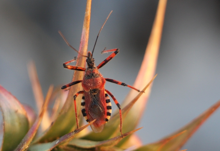 Rhynocoris iracundus - közönséges gyilkospoloska