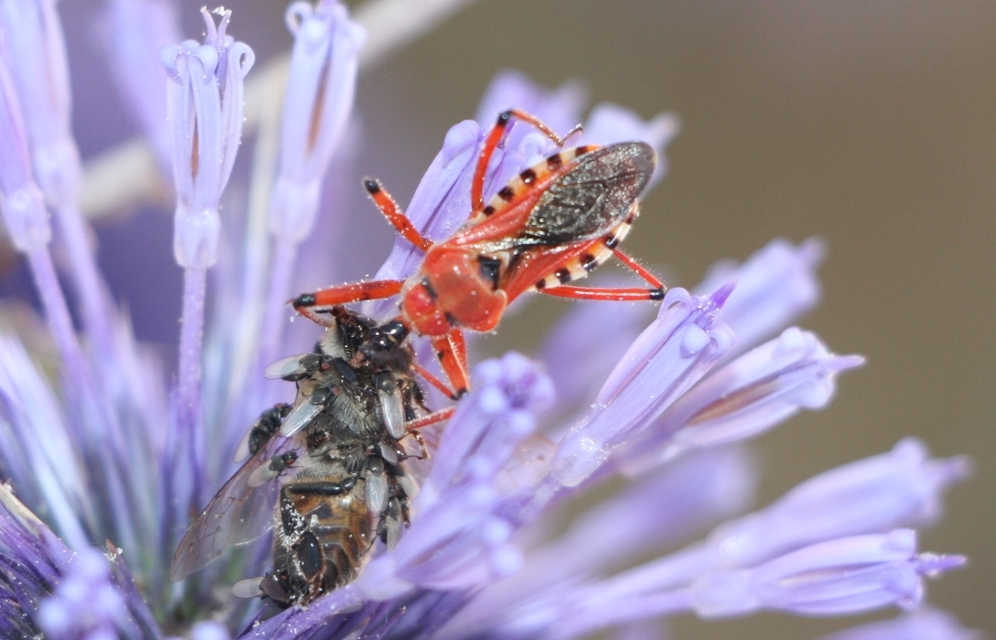 Rhynocoris iracundus - közönséges gyilkospoloska