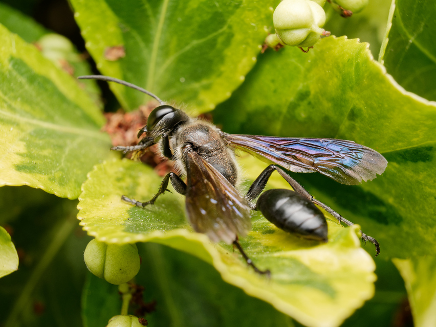 Isodontia mexicana - mexikói fűdarázs