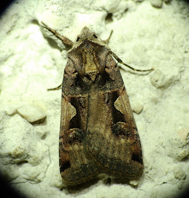 Xestia c-nigrum - c-betűs fűbagoly