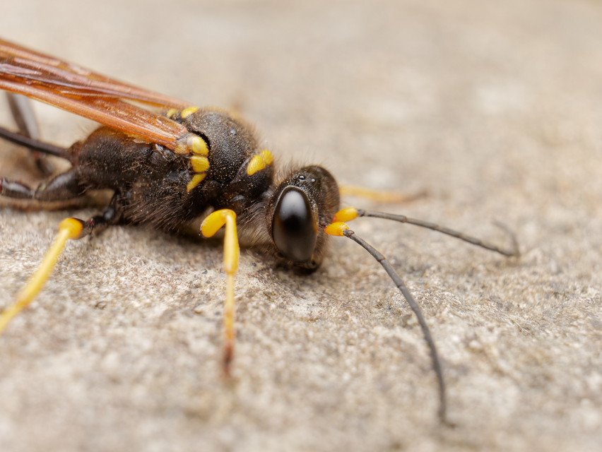 Sceliphron caementarium - feketenyelű lopódarázs