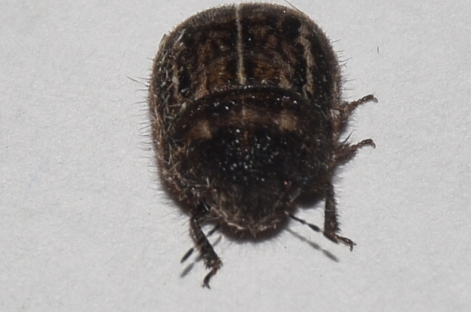 Odontoscelis Odontoscelis