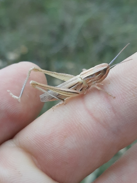 Euchorthippus pulvinatus - karcsú rétisáska