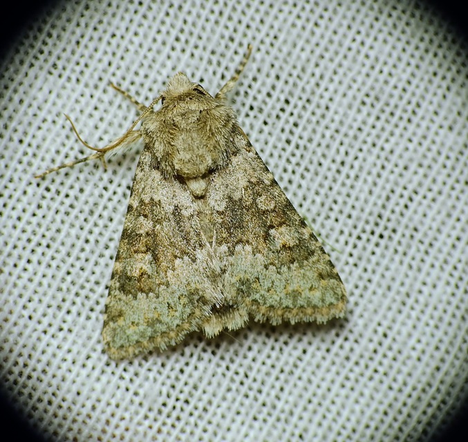 Hecatera dysodea - parajbagoly