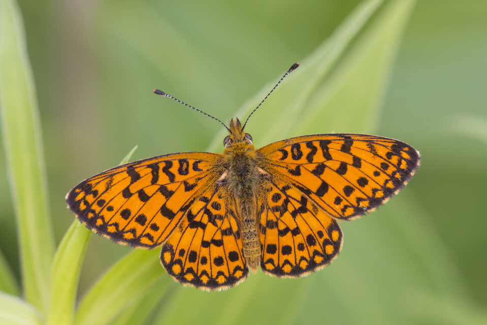 Boloria selene - fakó gyöngyházlepke
