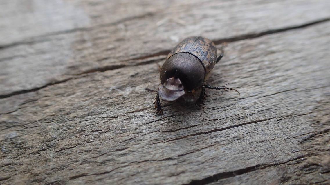 Onthophagus fracticornis - bronzos trágyatúró