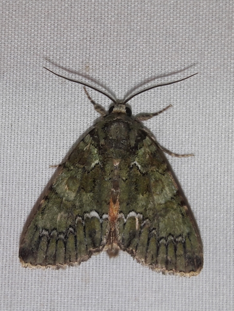 Polyphaenis sericata - selyemfényű erdeibagoly