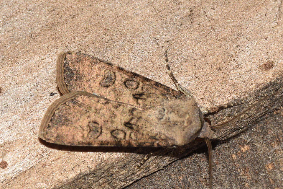 Agrotis segetum - vetési földibagoly