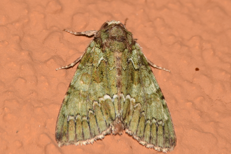 Polyphaenis sericata - selyemfényű erdeibagoly