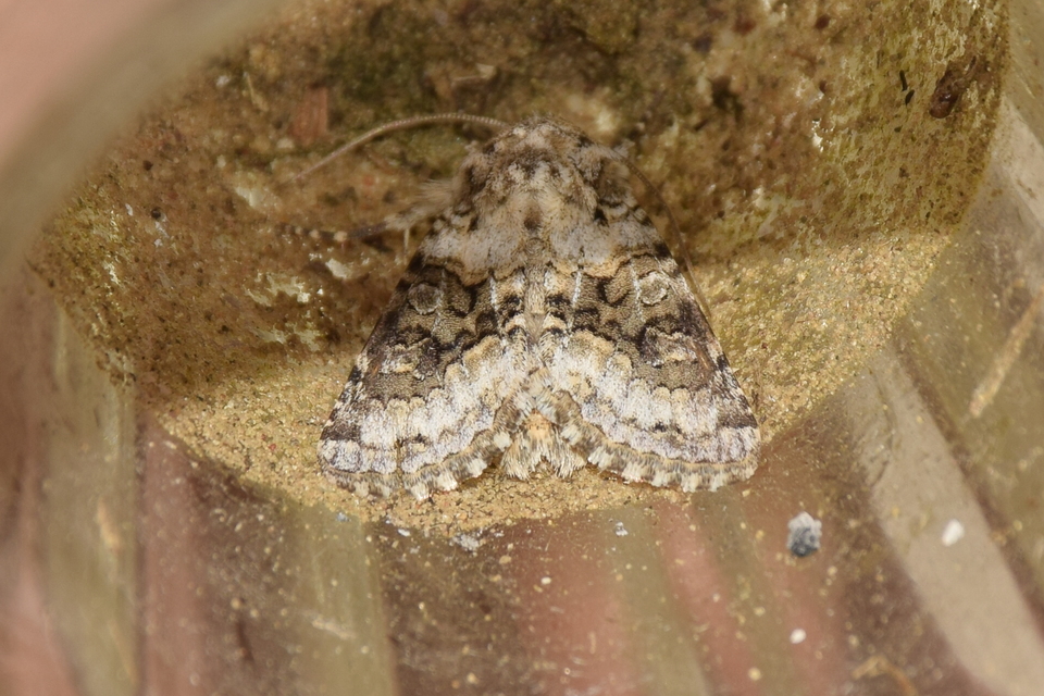 Hecatera bicolorata - világos kertibagoly