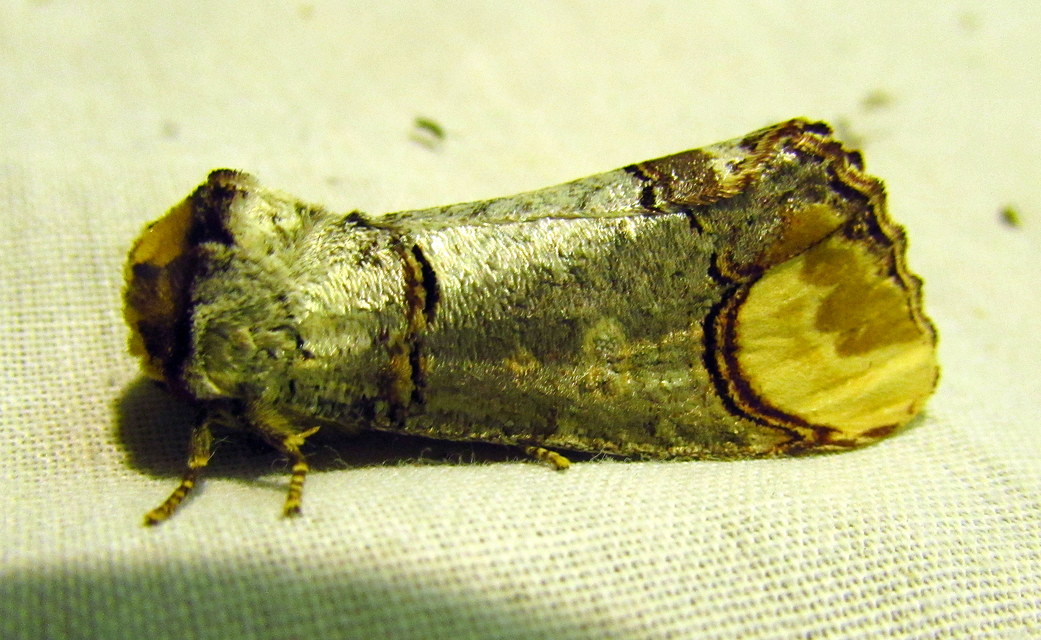 Phalera bucephala - sárgafoltos púposszövő