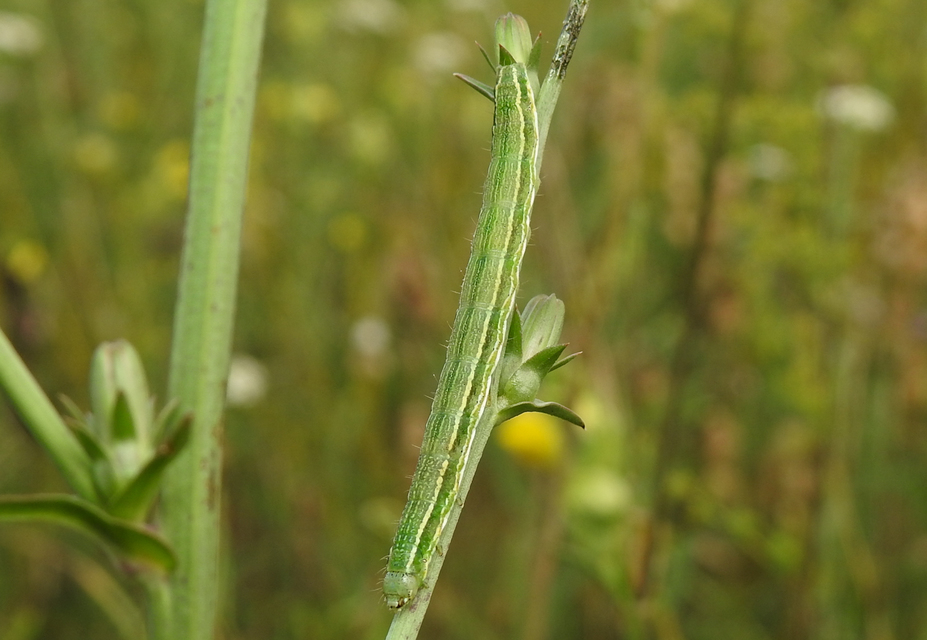 Heliothis
