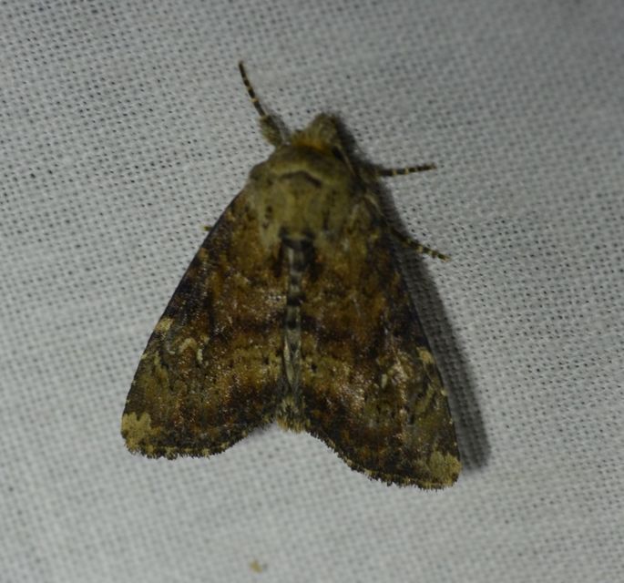 Loscopia scolopacina - csinos dudvabagoly