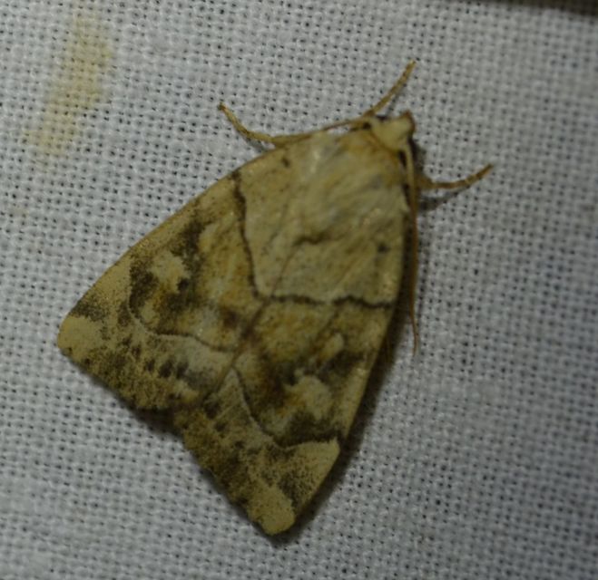 Cosmia trapezina - közönséges lombbagoly