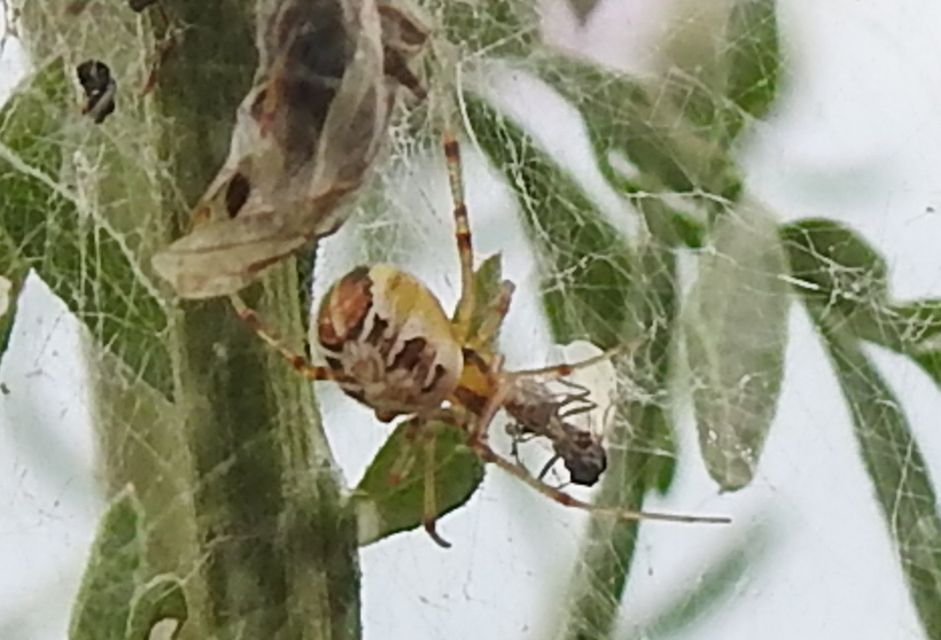 Phylloneta