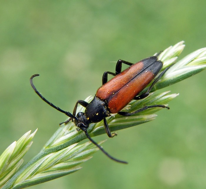 Stenurella melanura - feketevégű karcsúcincér