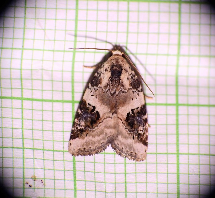 Pseudeustrotia candidula - fehéres apróbagoly