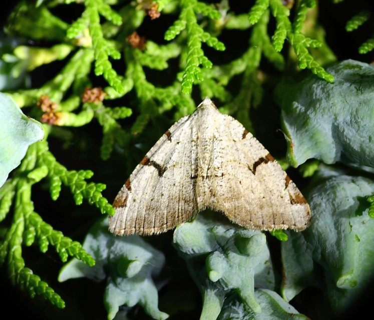 Macaria wauaria - ribiszkearaszoló